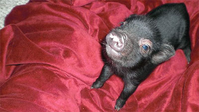 teacup pig uk