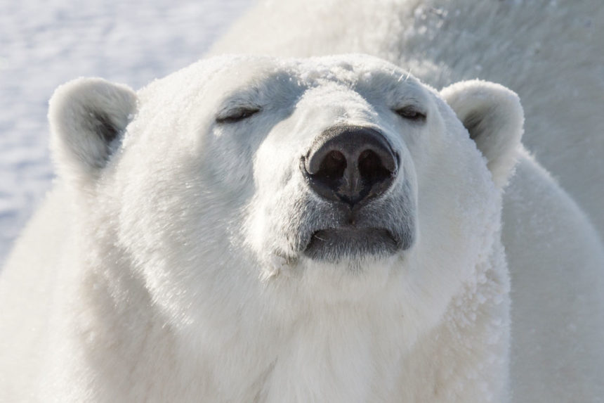 Getting Up Close with Polar Bears — While We Still Can | The Saturday ...