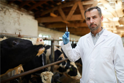 In a Word: Why Vaccines Were Such an Udder Success | The Saturday ...