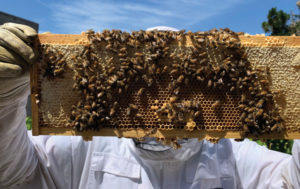 The Accidental Beekeeper | The Saturday Evening Post