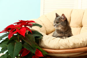 Ask the Vet: Toxic Holiday Plants | The Saturday Evening Post