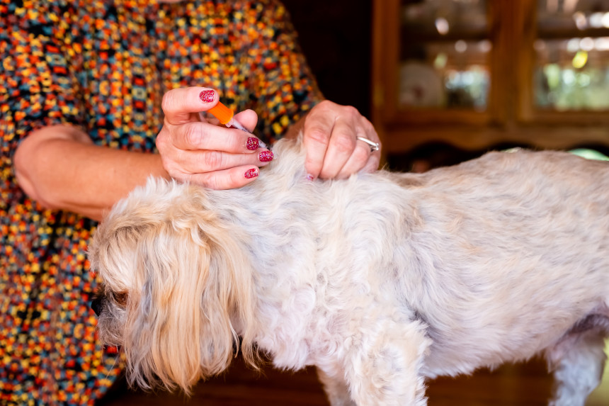 Your Health Checkup: Of Dogs And Cats And Diabetes 