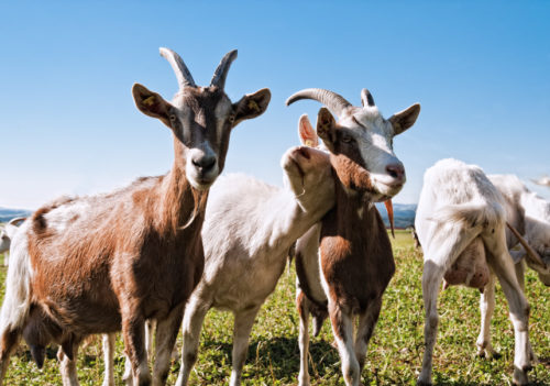 In a Word: A Tragedy of Goats | The Saturday Evening Post