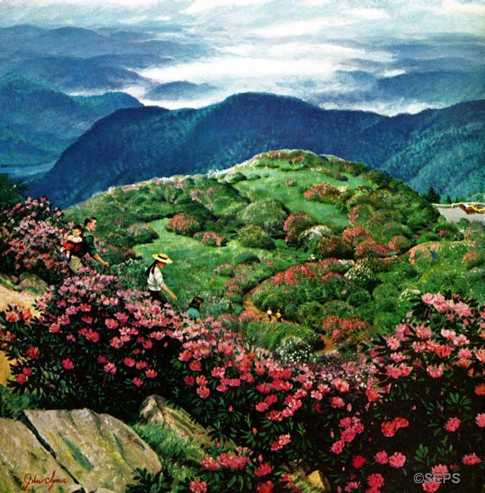 Appalachian Rhododendrons | The Saturday Evening Post