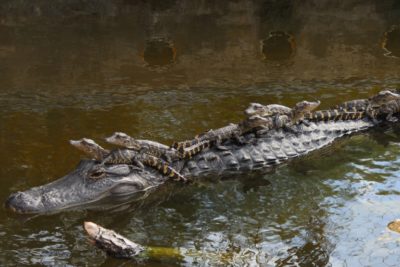 In a Word: Alligator or Crocodile? | The Saturday Evening Post