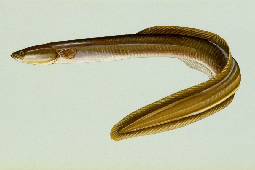 Our Better Nature: Mysteries of the American Eel — Sex, Spawning, and ...