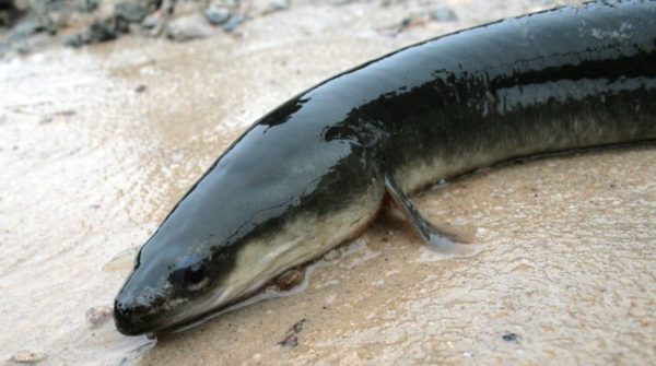 Our Better Nature: Mysteries of the American Eel — Sex, Spawning, and ...