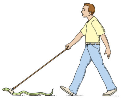 leashes for snakes