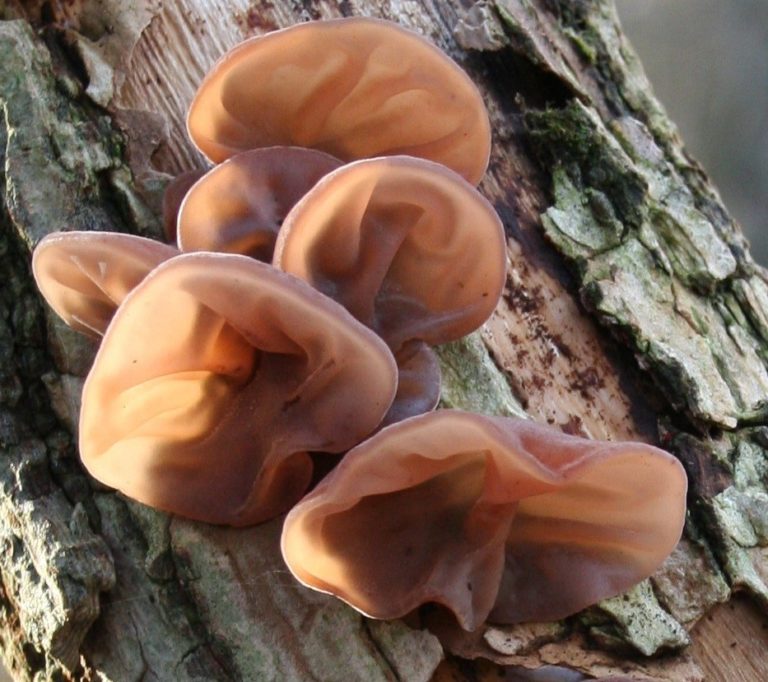 9 Frightful Fungi That Will Freak You Out | The Saturday Evening Post