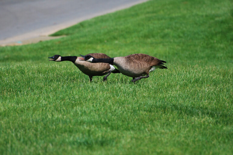 You Be the Judge: Honked Off | The Saturday Evening Post