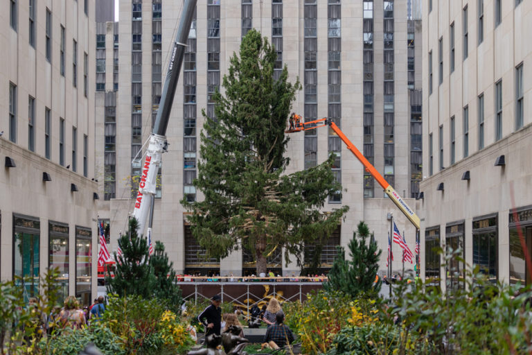 News Of The Week Turkey Talk The Rockefeller Tree Has Arrived And   Shutterstock 2225659627 768x512 