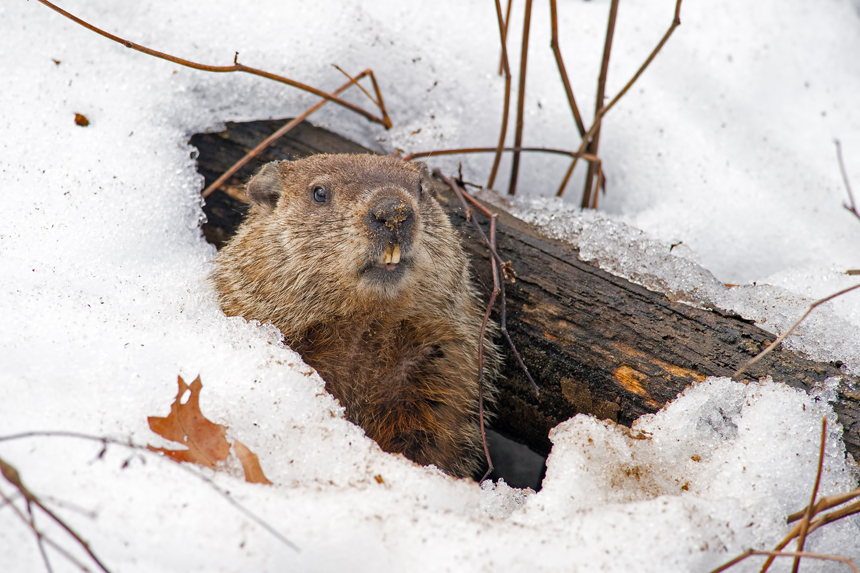 Our Better Nature: Groundhog Day…Again | The Saturday Evening Post